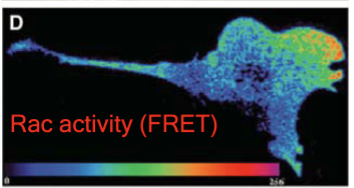 <p>active at the front of the cell; fluorescent resonance energy transfer; same GTPase activated; chemokine activated at the front of the cell, but not the back; related to cell migration</p>