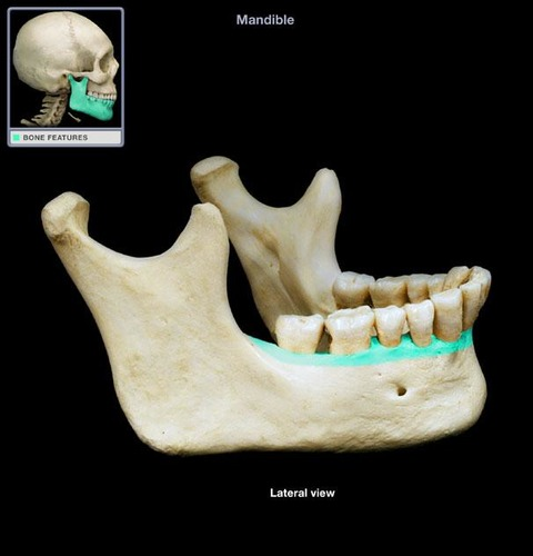 <p>Superior margin of mandible; contains sockets in which the teeth lie</p>