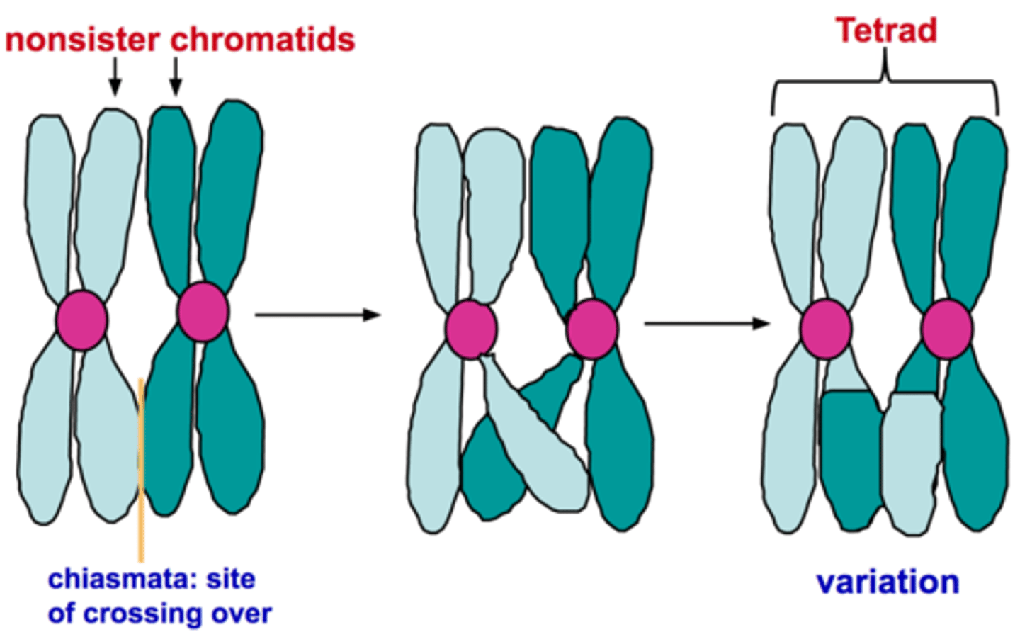<p>The process in which homologous chromosomes exchange portions of their chromatids during prophase I of meiosis</p>