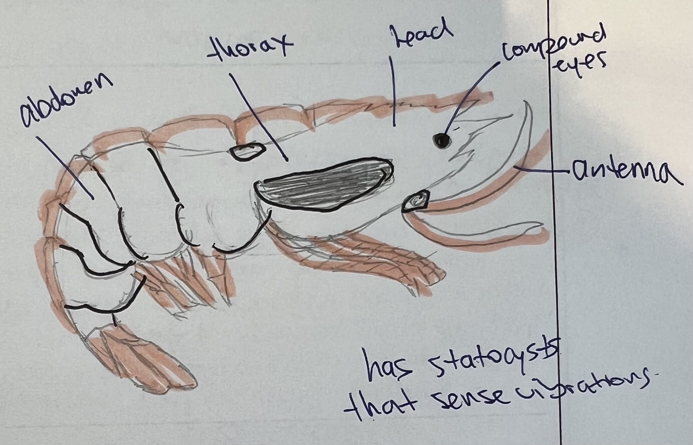<p>List the:</p><ul><li><p>class</p></li><li><p>common name</p></li><li><p>respiration methods</p></li><li><p>circulatory systems</p></li><li><p>digestive system</p></li><li><p>nervous system</p></li><li><p>reproductive methods and system </p></li><li><p>habitat</p></li></ul><p>For <em>Penaeus vannanei</em></p>