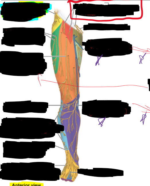 <p>What is the structure circled?</p>