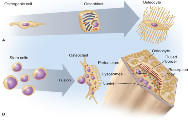 <ul><li><p>tear down bone for remodeling and cause the release of calcium.</p></li><li><p>Osteoclasts develop from monocytes and macrophages.</p></li><li><p>tear down bone</p></li><li><p>are under the control of parathyroid hormone that is secreted by the parathyroid glands.</p></li><li><p>Bone remodeling is a balance between tearing down and building up bone.&nbsp;</p><ul><li><p>The majority of calcium is stored in bone and so when the body requires more, osteoclastic activity will increase to release calcium into the bloodstream.</p></li></ul></li><li><p>Increased demand for calcium, osteoclastic activity will increase. Decreased demand for calcium, osteoblastic activity will increase.</p><p></p></li></ul><p></p>
