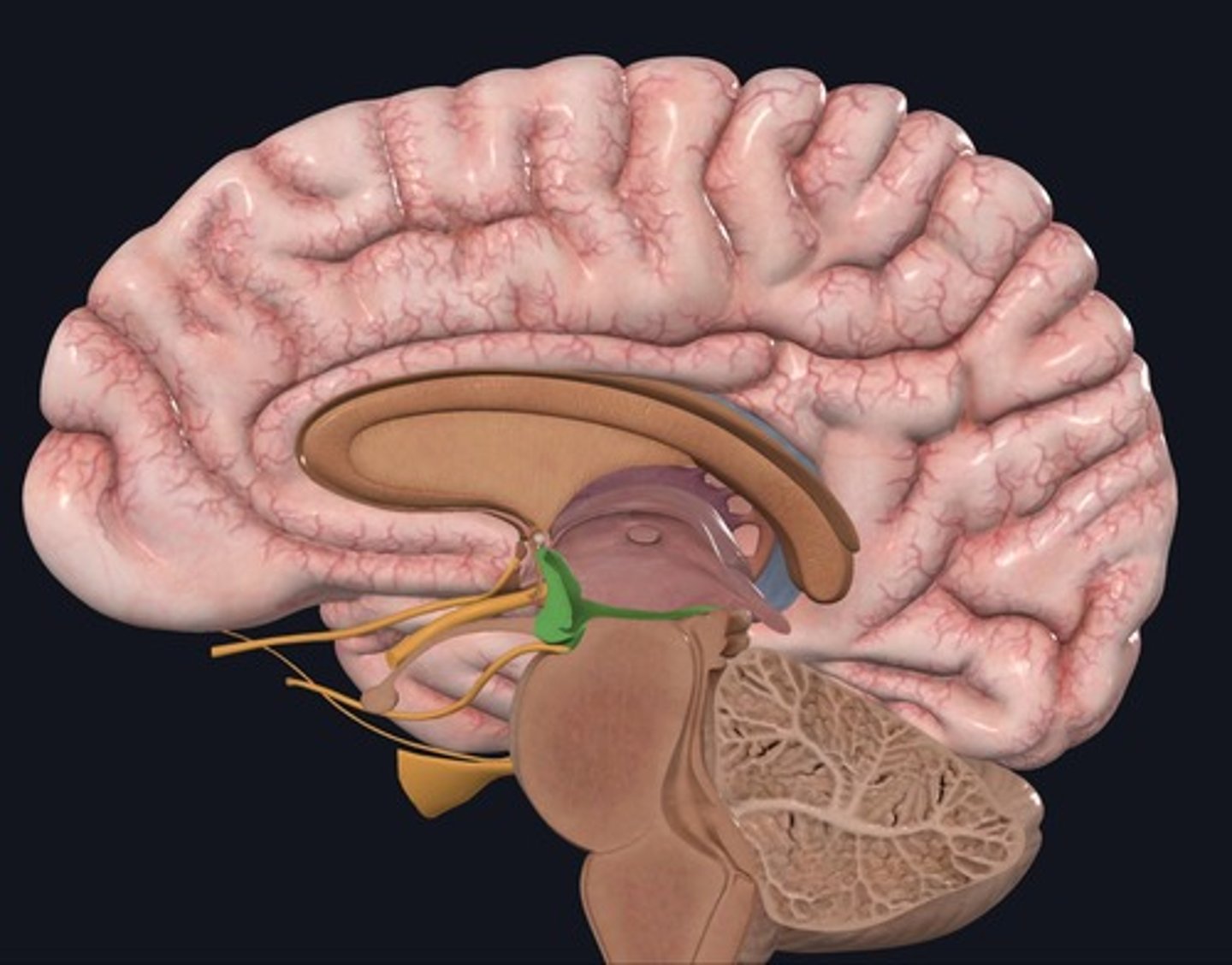 <p>Name the structure highlighted green.</p>