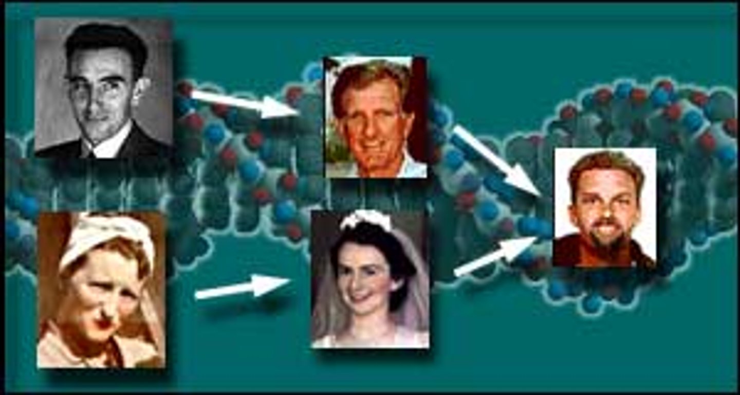 <p>passing of traits from one generation to the next</p>