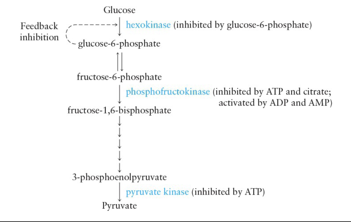 <p>regulated by hexokinase, phosphofructokinase, and pyruvate kinase</p><ul><li><p>As glycolysis occurs, the citric acid cycle and electron transport chain produce large quantities of ATP</p><ul><li><p>If the ATP level is low, then AMP and ADP levels are high</p></li></ul></li></ul><p></p>