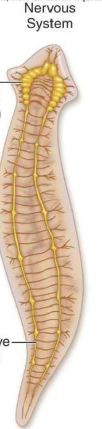 <p>What is the bottom arrow pointing to?</p>