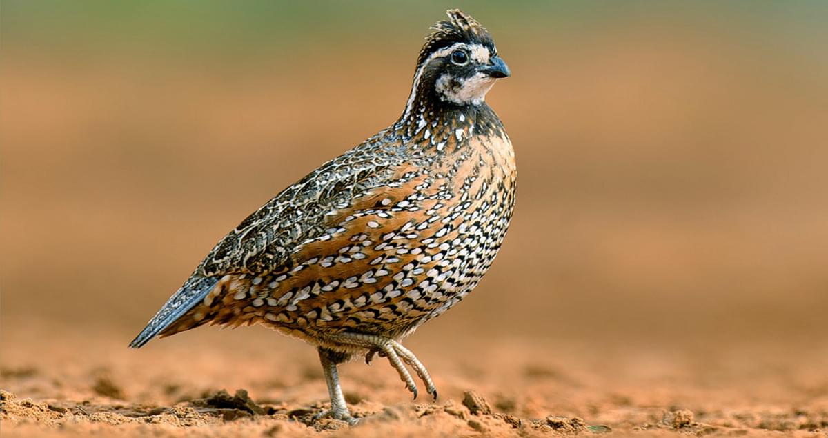 <p>What bird is this?</p>