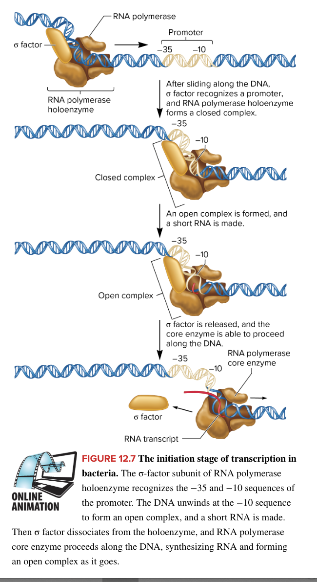 <ul><li><p>responsible for bacterial transcription, composed of </p><ul><li><p>core enzyme </p><ul><li><p>5 subunits</p></li><li><p>catalyzes RNA synthesis (does the transcription)</p></li></ul></li><li><p>sigma factor</p><ul><li><p>1 subunit</p></li><li><p>protein that helps RNA polymerase find the promotor</p></li></ul></li></ul></li><li><p>loosely binds to DNA and scans for a promoter. Upon encountering a promoter, the sigma factor facilitates binding, leading to the formation of a closed complex, which subsequently transitions into an open complex</p></li></ul><p></p>