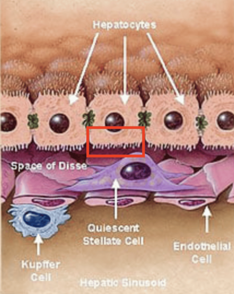 <p>increase the surface area for the exchange of metabolites between hepatocytes and the blood in the sinusoids.</p>
