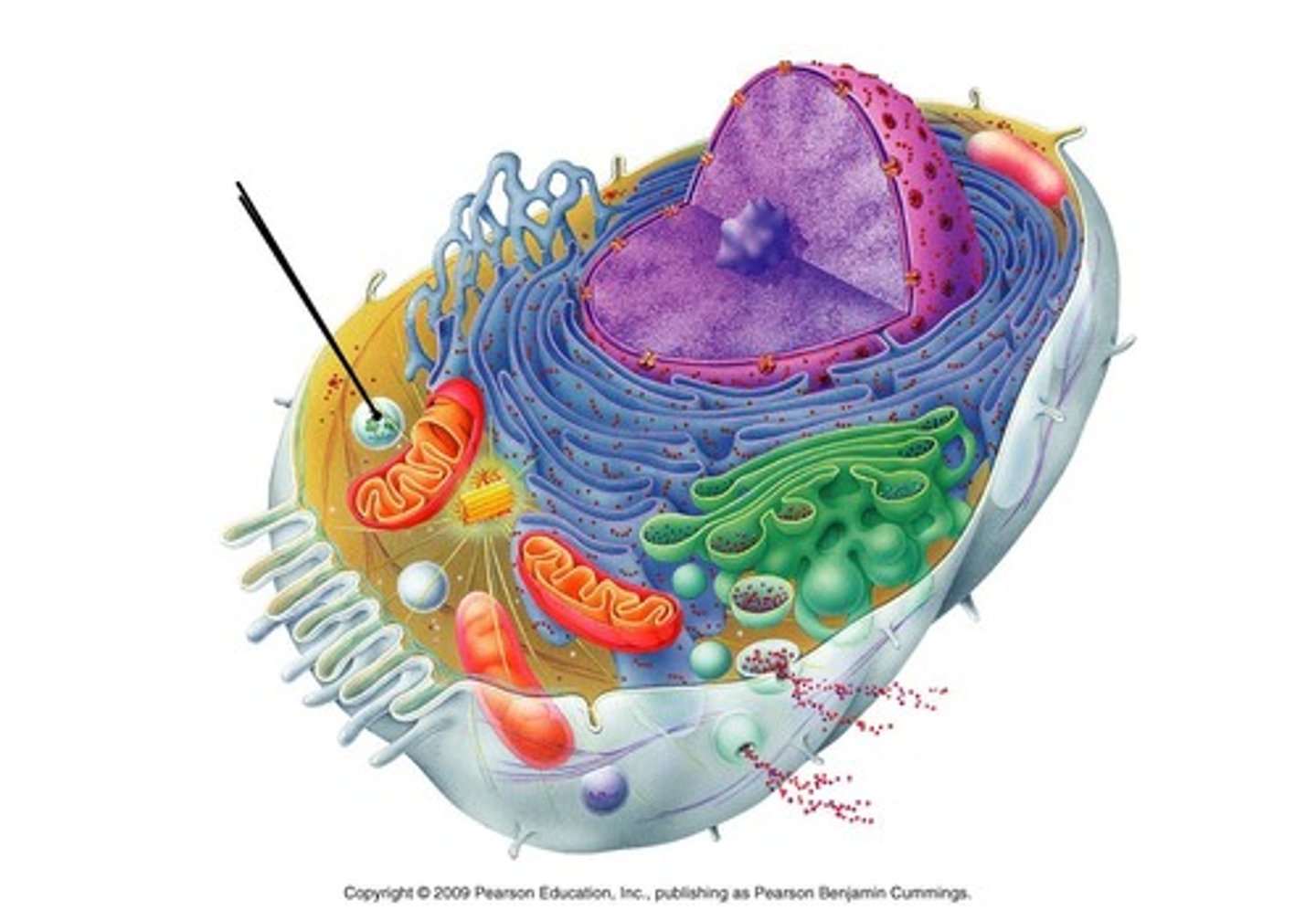 <p>vesicle from golgi that contains digestive enzymes <br><br>breaks down old macromolecules for reuse in the cell</p>