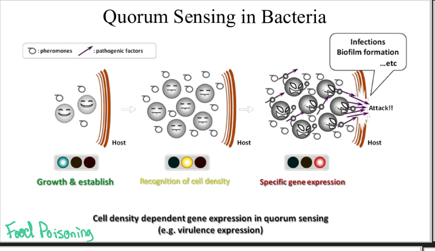 <p>Quorum Sensing</p>