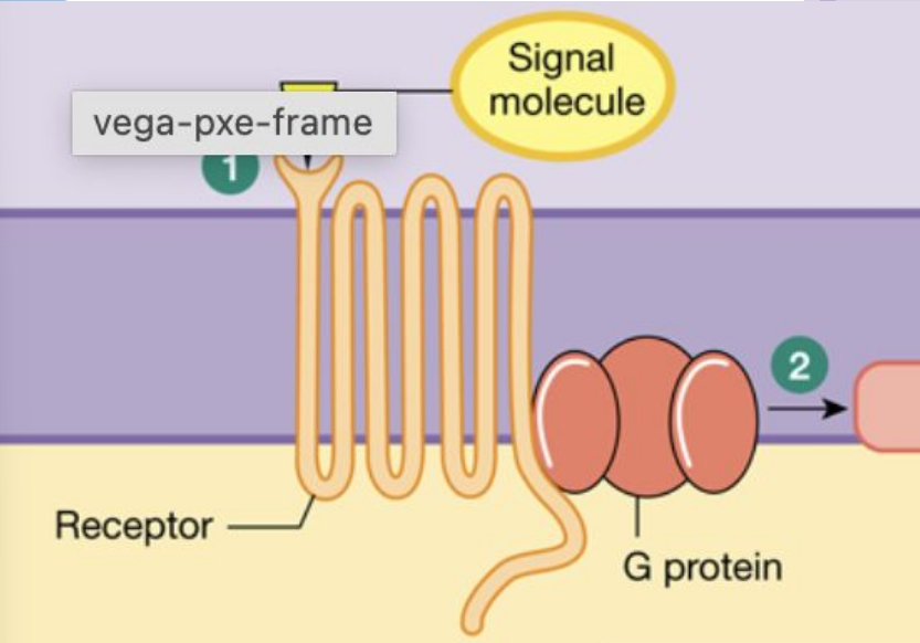<ul><li><p>Crosses the phospholipid bilayer <u>seven times</u></p></li><li><p>The <u>cytoplasmic tail of the receptor</u> protein is <u>linked to</u> a three-part membrane transducer molecule known as a <u>G protein</u></p></li><li><p><u>Inactive G proteins are bound to guanosine diphosphate (GDP)</u></p></li><li><p><u>Exchanging the GDP for guanosine triphosphate (GTP) activates the G protein</u></p></li><li><p>When <u>G proteins are activated</u>, they either</p><ul><li><p><u>Open an ion channel</u> in the membrane or</p></li><li><p>Alter enzyme activity on the cytoplasmic side of the membrane</p></li></ul></li></ul><p></p>