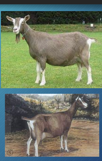 <p>Toggenburg</p>