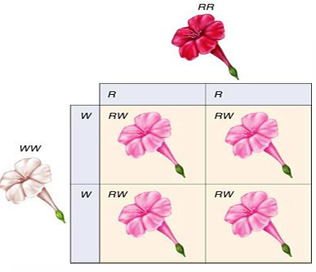 <p>Explain Incomplete dominance</p>