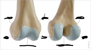 <p>a smooth, rounded articular process</p>