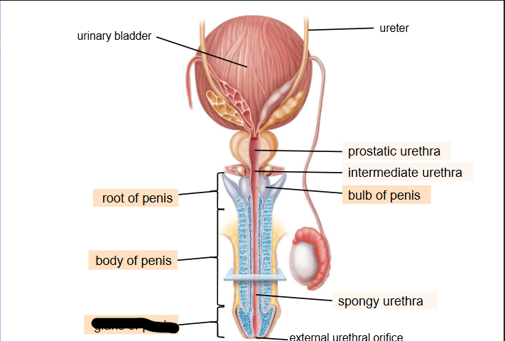 <p>What is this within the Penis?</p>