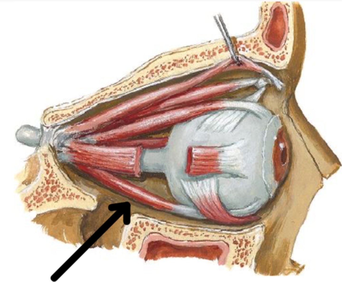 <p>What is this muscle?</p>