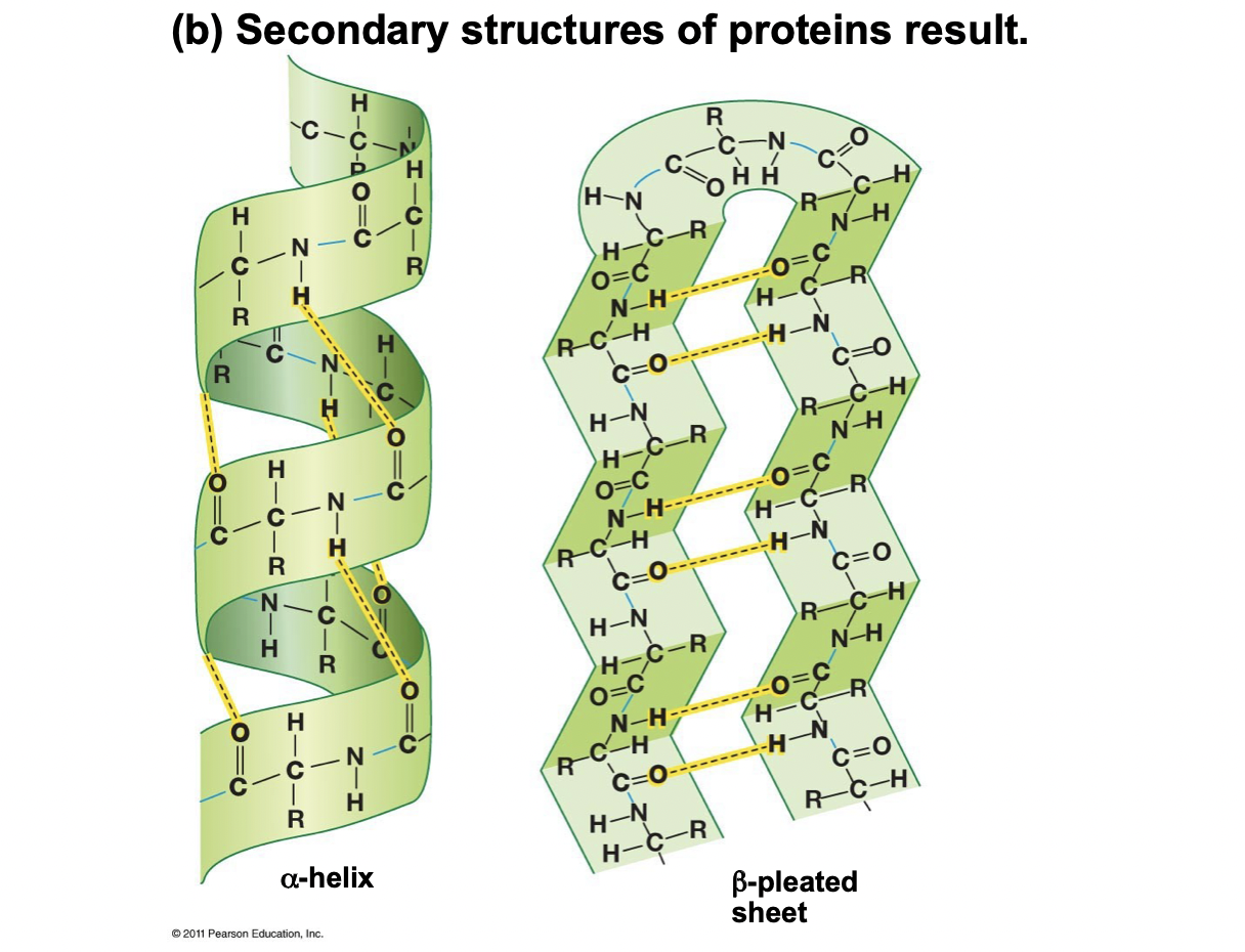 <ol><li><p>Ribosome makes unfolded polypeptide (primary structure)</p></li><li><p>H-bonds form between peptide chains with C=O oxygen and N-H nitrogen (secondary structure), alpha helix or beta pleated sheet</p></li></ol>