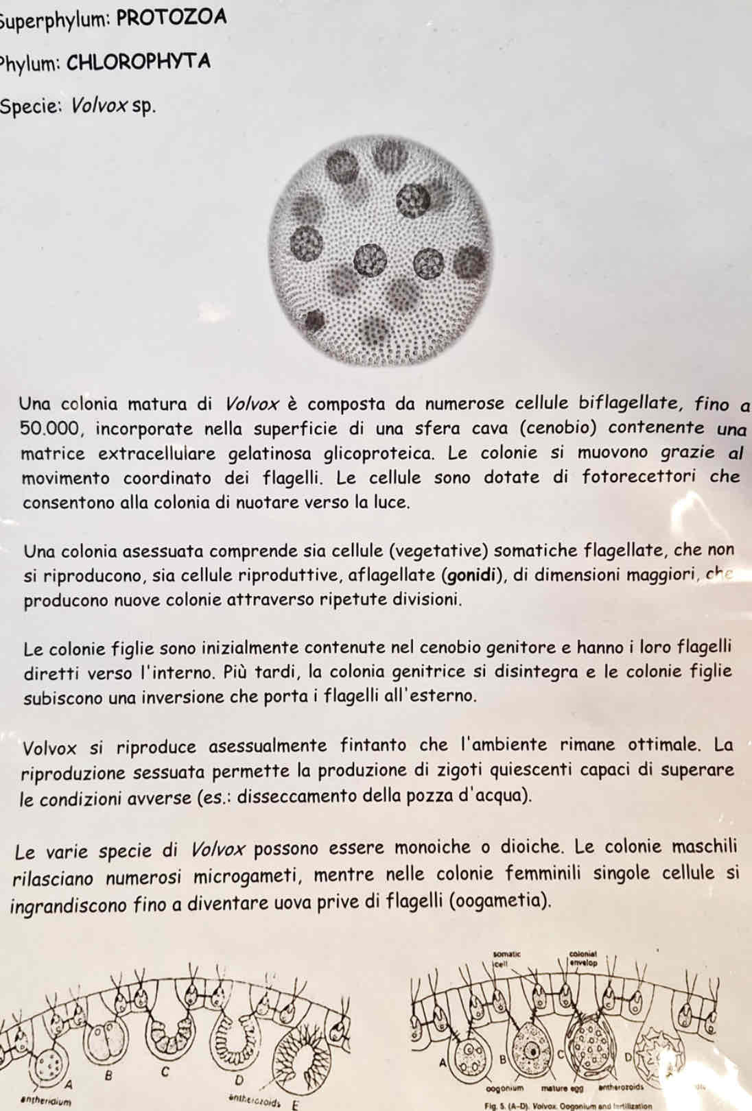 <p><em>Volvox sp</em></p>