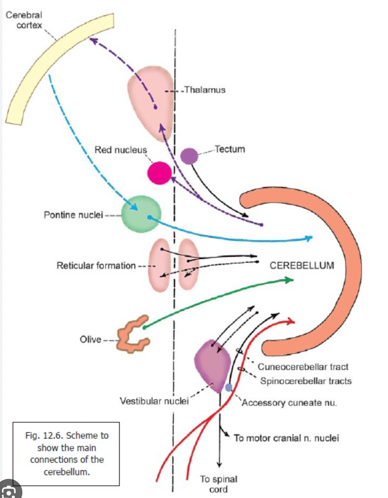 <p>Vestibulocerebellar Tract</p>