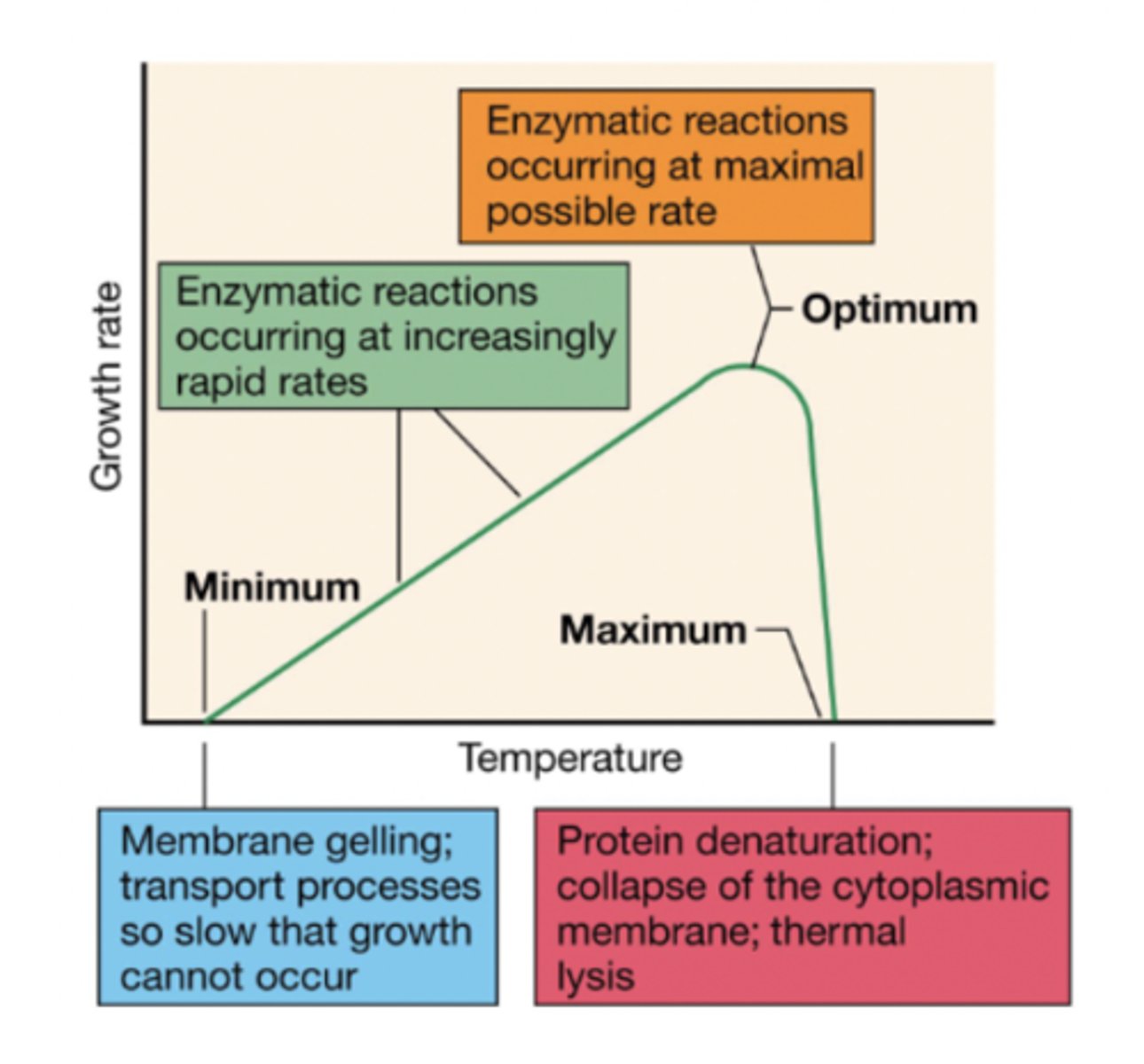 <p>whether or not a cell can survive in a temperature depends on the enzymatic activity</p><p>-enzymatic activity is low at lower temps and high at optimal temps</p>