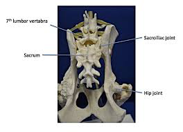 <p>Pelvic Limb</p>