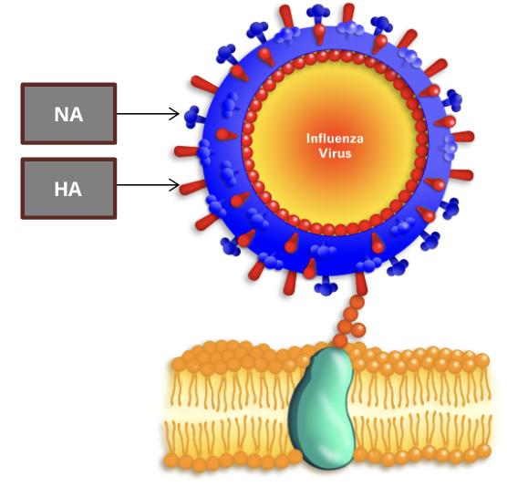 <p>Neuroaminidase Antigen (NA)</p><ul><li><p>a surface protein that removes sialic acid from cell surfaces and enables new viral copies to infect and spread to other cells</p></li><li><p>researchers have identified 11 NA subtypes, each with sequence variabilities in their receptor binding sites</p></li></ul><p>Haemagglutinin Antigen (HA)</p><ul><li><p>a surface protein that recognizes and binds to sialic acid on cell surface glycoproteins</p></li><li><p>these HA cell surface interactions lead to endocytosis of the virus, and the HAs are activated to fuse the endosome and viral membrane</p></li><li><p>researchers have identified 18 HA subtypes, each with sequence variabilities in their receptor binding sites</p></li></ul><p></p>