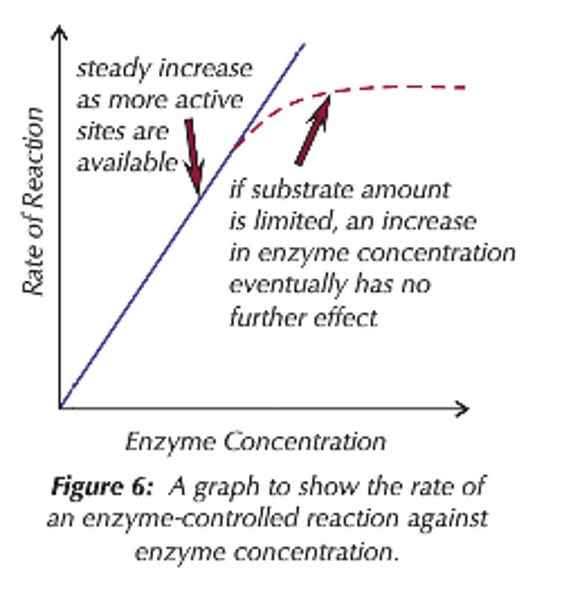 <p>As the enzyme concentration increases, there are more successful collisions between the active site and the substrate.</p><p>There are more enzyme-substrate complexes formed, until all the substrate is used up and the substrate concentration becomes the limiting factor.</p>