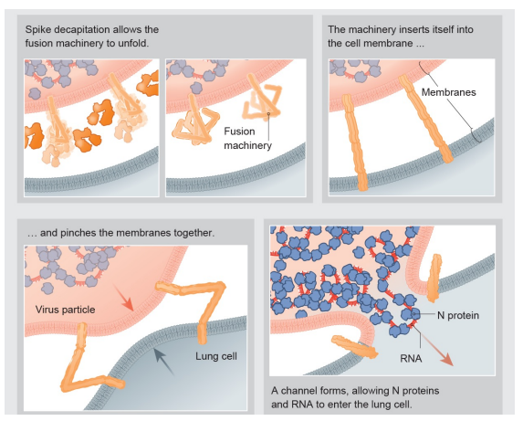 Fusion at cytoplasmic membrane or after endocytosis

* Membrane fusion allows nucleocapsid to enter cytoplasm
* Viral RNA goes to ER/Golgi for expression/replication