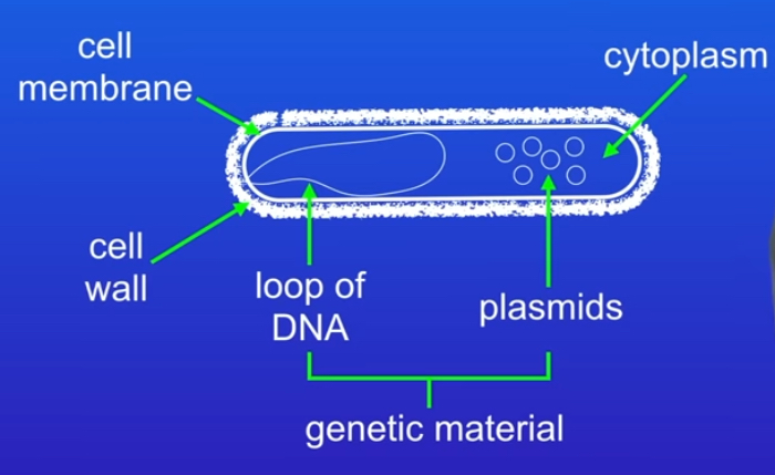<p>Bacterial cell is this kind of cell </p><p>In this prokaryotic cells the genetic material dna is not enclosed in a nucleus </p><p>Prokaryotic cells are much smaller than eukaryotic </p>