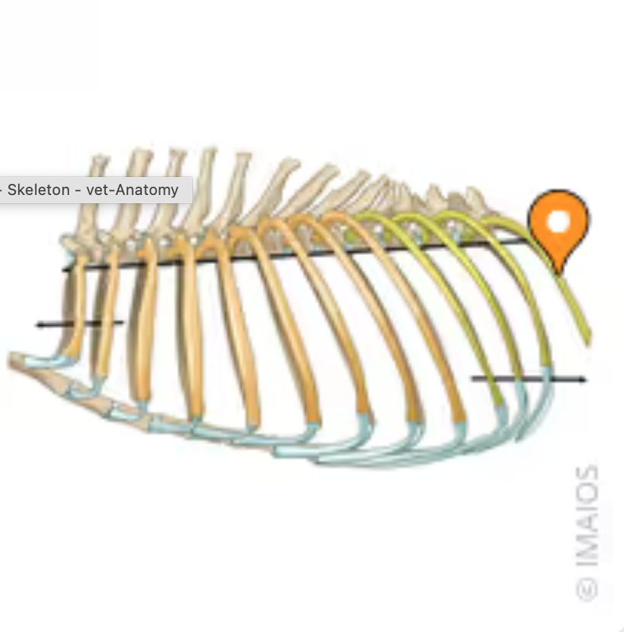 <p>The last two pairs of ribs. They do not attach to the sternum</p>