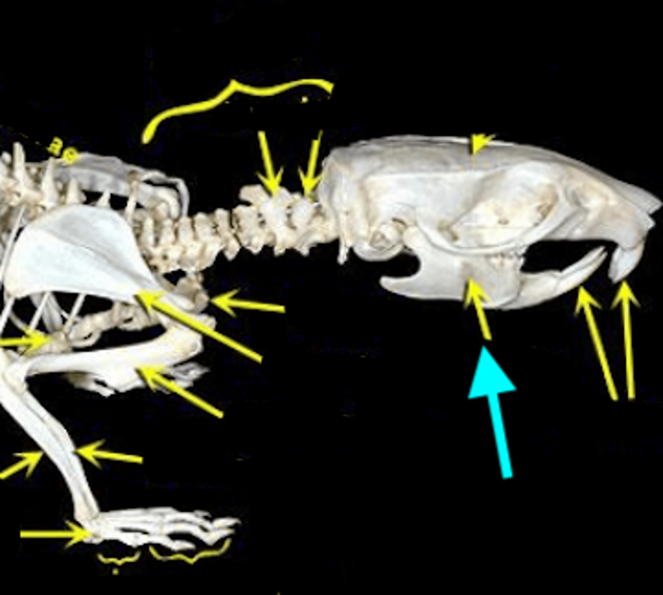 knowt flashcard image