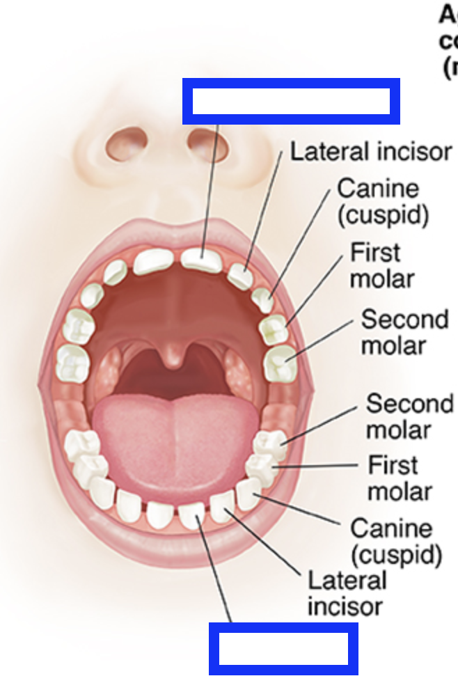 knowt flashcard image