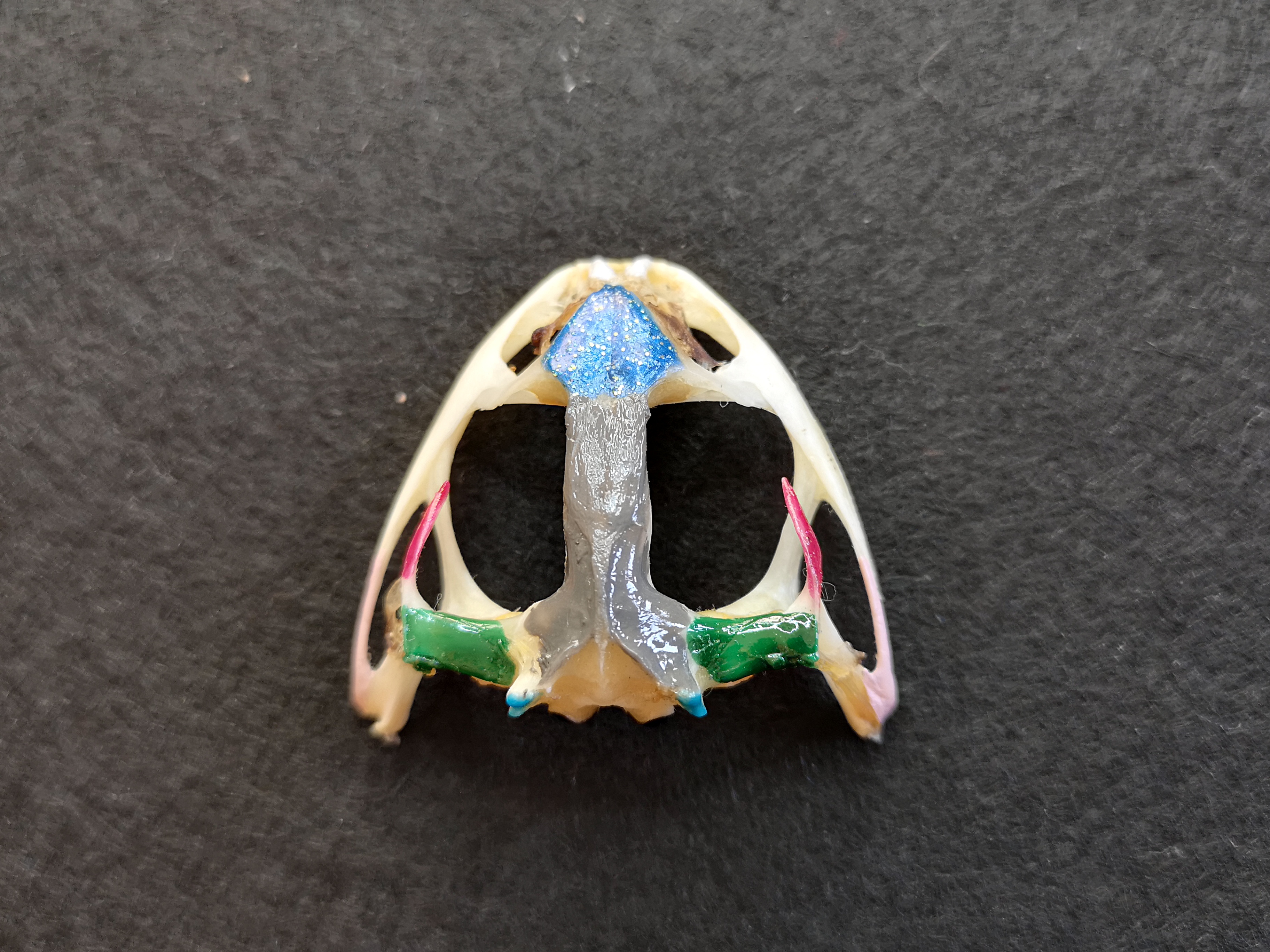 <p>bone in skull:</p><ul><li><p>pair of prominent bones projecting from exoccipital</p></li><li><p>light blue portion</p></li></ul>