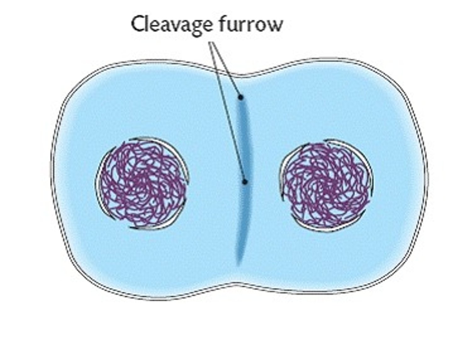 <p>-formation of contractile ring made up of actin fiilaments are going to squeeze middle part and pinch it in the center --&gt; get two separate cells <br>* only works in animals and some protists because plants have cell walls so cant pinch it</p>