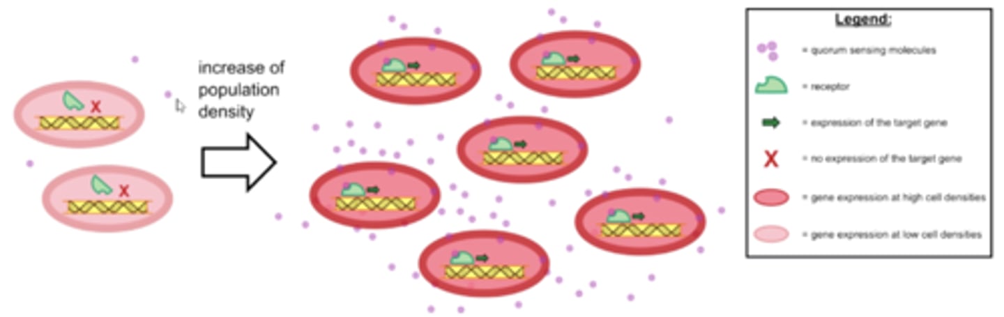 <p>En bakteriell kommunikationsmekanism där bakterien kan känna av populationsstorleken runt om kring sig och reglera en mängd gener (som är gynsamma för att bygga upp en biofilm) med molekyler</p>