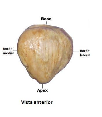 <p>Parte de la patela que es gruesa y se inclina hacia anterior e inferior para continuarse con los bordes lateral y medial del hueso con  los que convergen en el vértice</p>