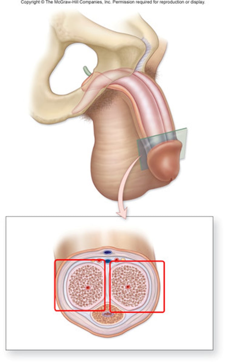 <p>Two erectile tissues facilitating penile erection.</p>