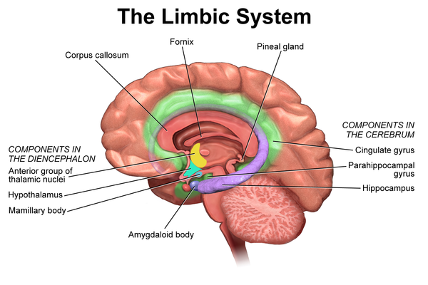 <p>Controls Emotions (Just Know This)</p>