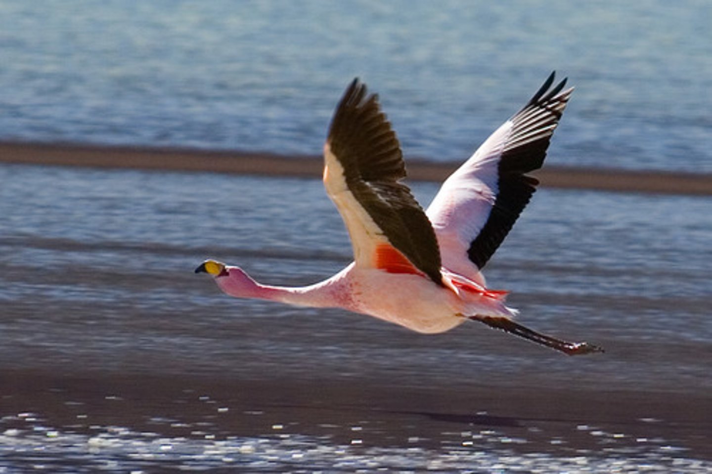 <p>To fly</p>