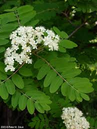 <p><span>Deciduous tree with pinnate green leaves, white spring flowers, and clusters of red berries. Used ornamentally.</span></p>