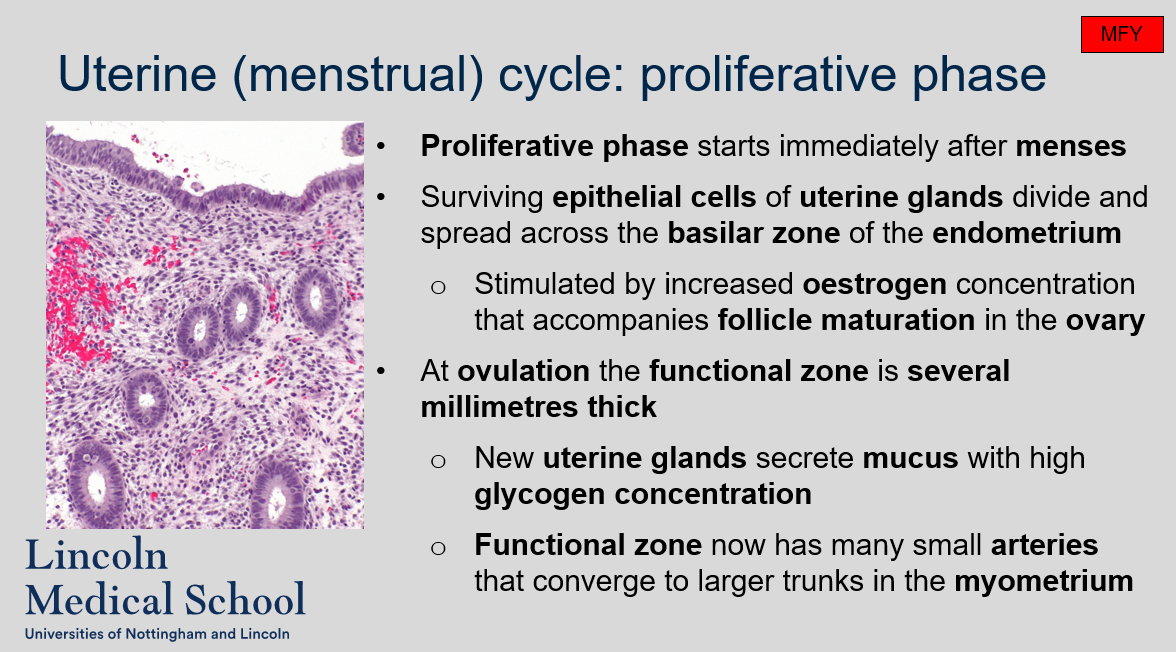 <ol><li><p>The proliferative phase starts immediately after menses.</p></li><li><p>Surviving epithelial cells of uterine glands divide and spread across the basilar zone of the endometrium. This process is stimulated by increased estrogen concentration that accompanies follicle maturation in the ovary.</p></li><li><p>At ovulation, the functional zone is several millimeters thick.</p></li><li><p>New uterine glands secrete mucus with a high glycogen concentration.</p></li><li><p>The functional zone now has many small arteries that converge to larger trunks in the myometrium.</p></li></ol>