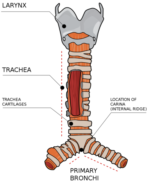 <p><span><em>(Structure of the Respiratory System) </em></span>Trachea</p>