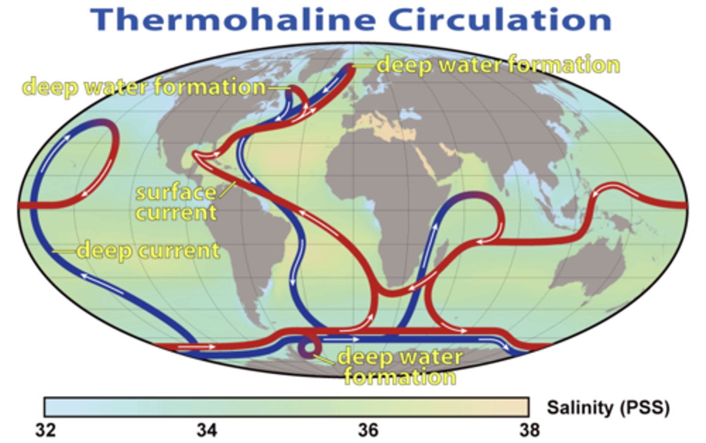 <p>a constantly moving system of deep-ocean circulation driven by temperature and salinity</p>