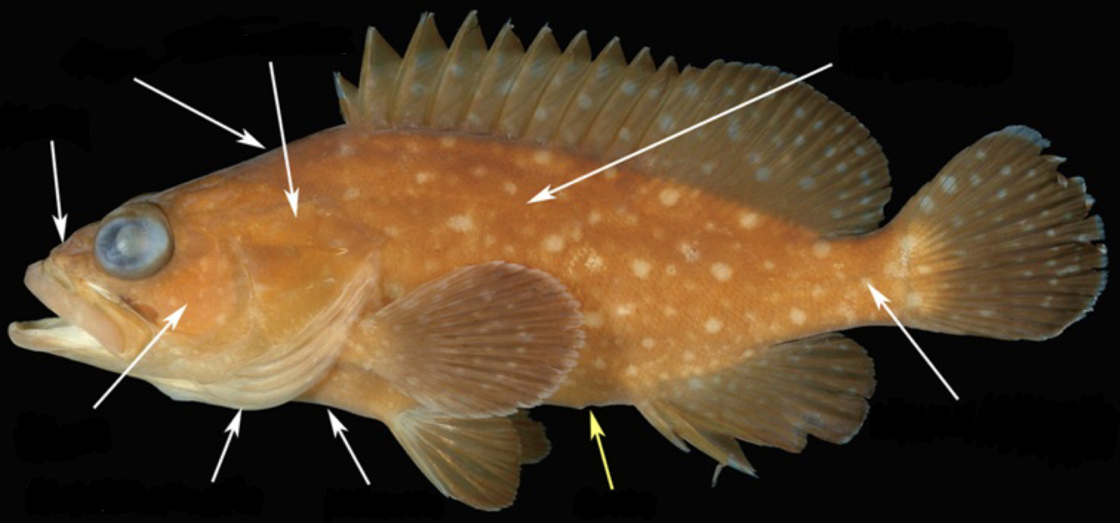 <p>What part of the fish is this?</p>