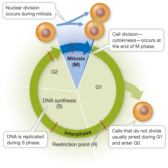 <ol><li><p>Interphase</p><ol><li><p>Gap 1 Phase (G1)</p></li><li><p>Synthesis Phase (S)</p></li><li><p>Gap 2 Phase (G2)</p></li></ol></li><li><p>M Phase</p><ol><li><p>Mitosis</p></li><li><p>Cytokinesis</p></li></ol></li></ol>