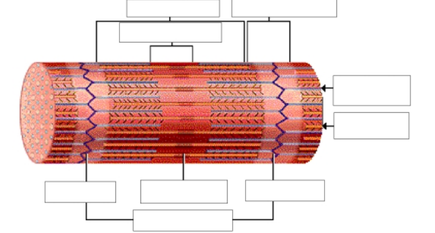 <p>Arrangements of myofilaments. Match the following: A band, H zone, I band, Z line, Sarcomere, M line</p><p></p><p>a. ______ Dark areas that correspond to the areas where thick filaments are present.</p><p>b. ______ Light areas that contains only thin filaments.</p><p>c. _______ A protein disk within the I band that anchors the thin filaments and connects adjacent myofibrils. </p><p>d. _______Located in the middle of each A band, this lighter stripe appears corresponding to the region between the thin filaments. </p><p>e. _______Protein fibers that connect neighboring thick filaments.</p><p>f. ________The region of the myofibril between two Z lines. </p><p>Keep in mind, this information is crucial for your understanding of the sliding filament theory</p>