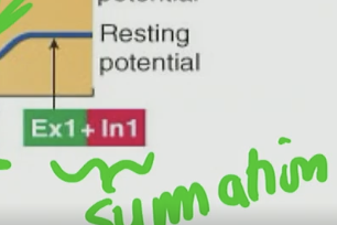 <p>Is this summation bad? (Excitatory &amp; Inhibitory)</p>