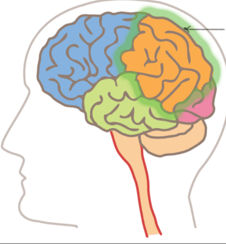 <p><strong>Identify </strong><span>the area of the brain highlighted.</span></p>