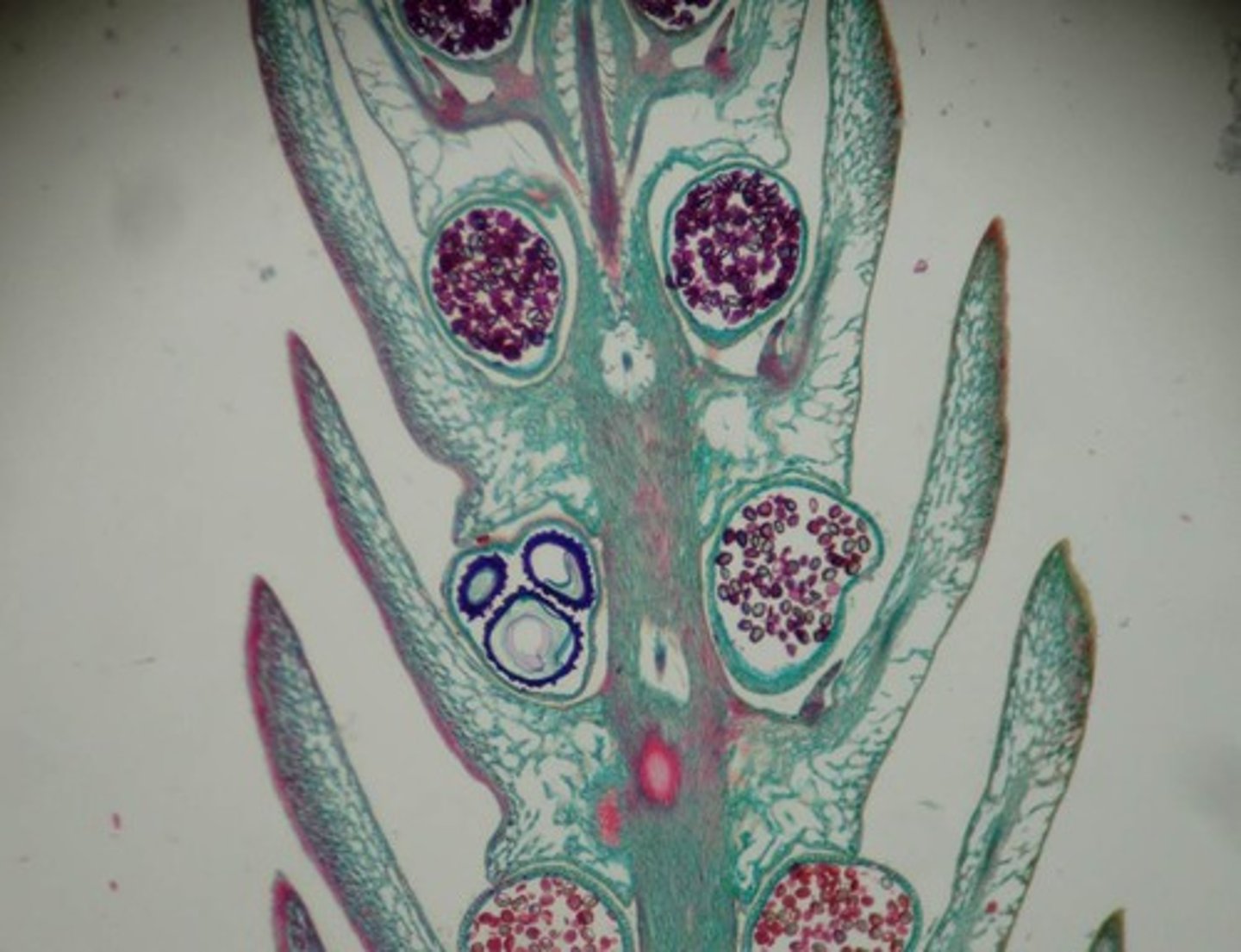 <p>Seedless Vascular</p><p>Phylum Lycophyta</p><p>heterosporous</p>